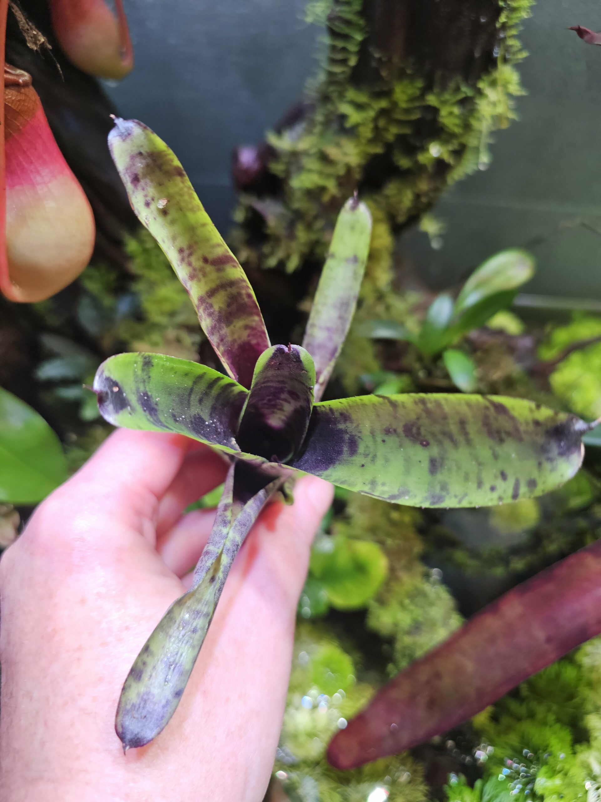 Neoregelia purple powder – Image 2