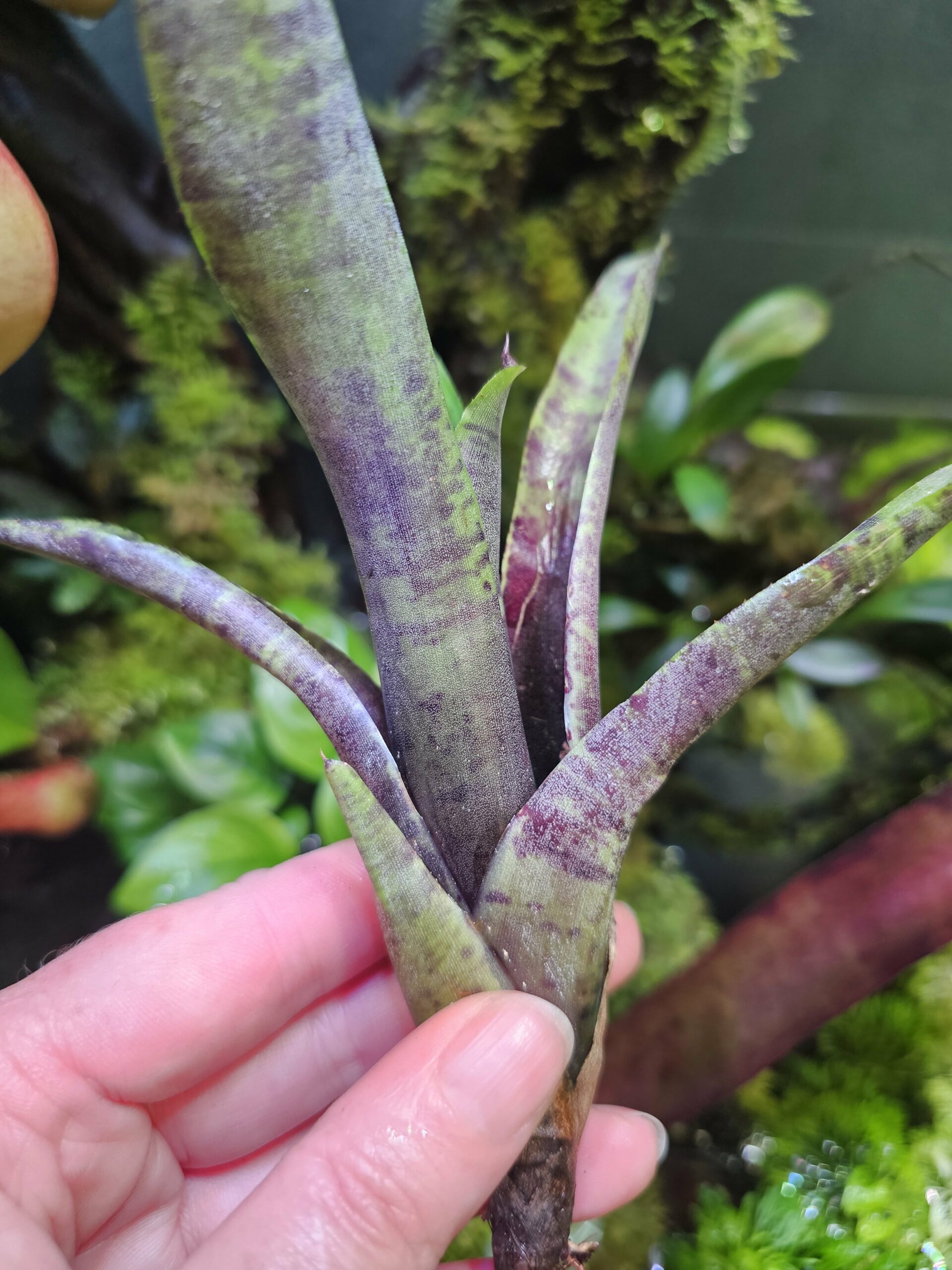 Neoregelia purple powder – Image 3