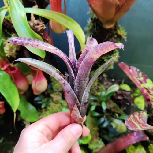 Neoregelia Blueball