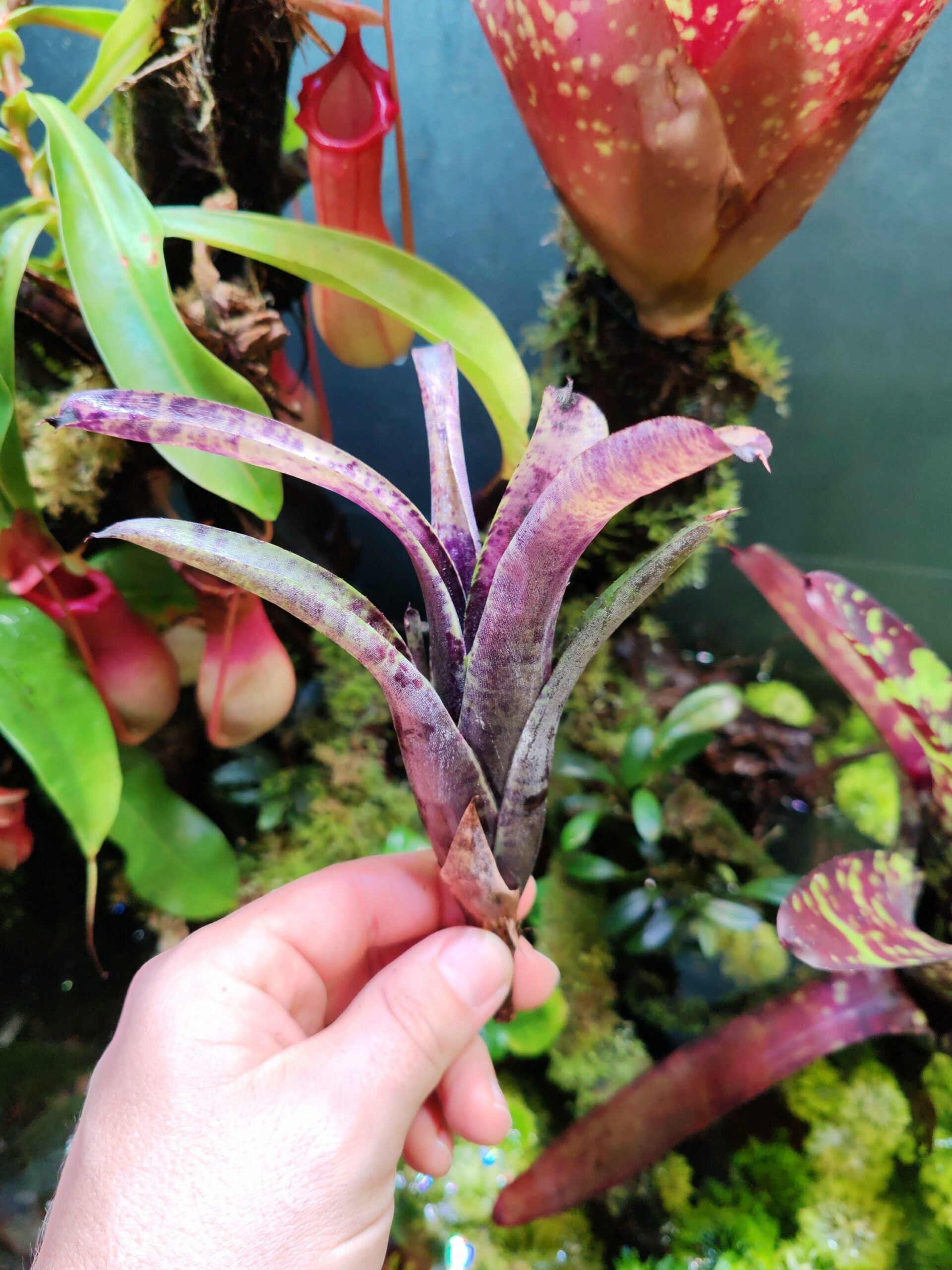 Neoregelia Blueball