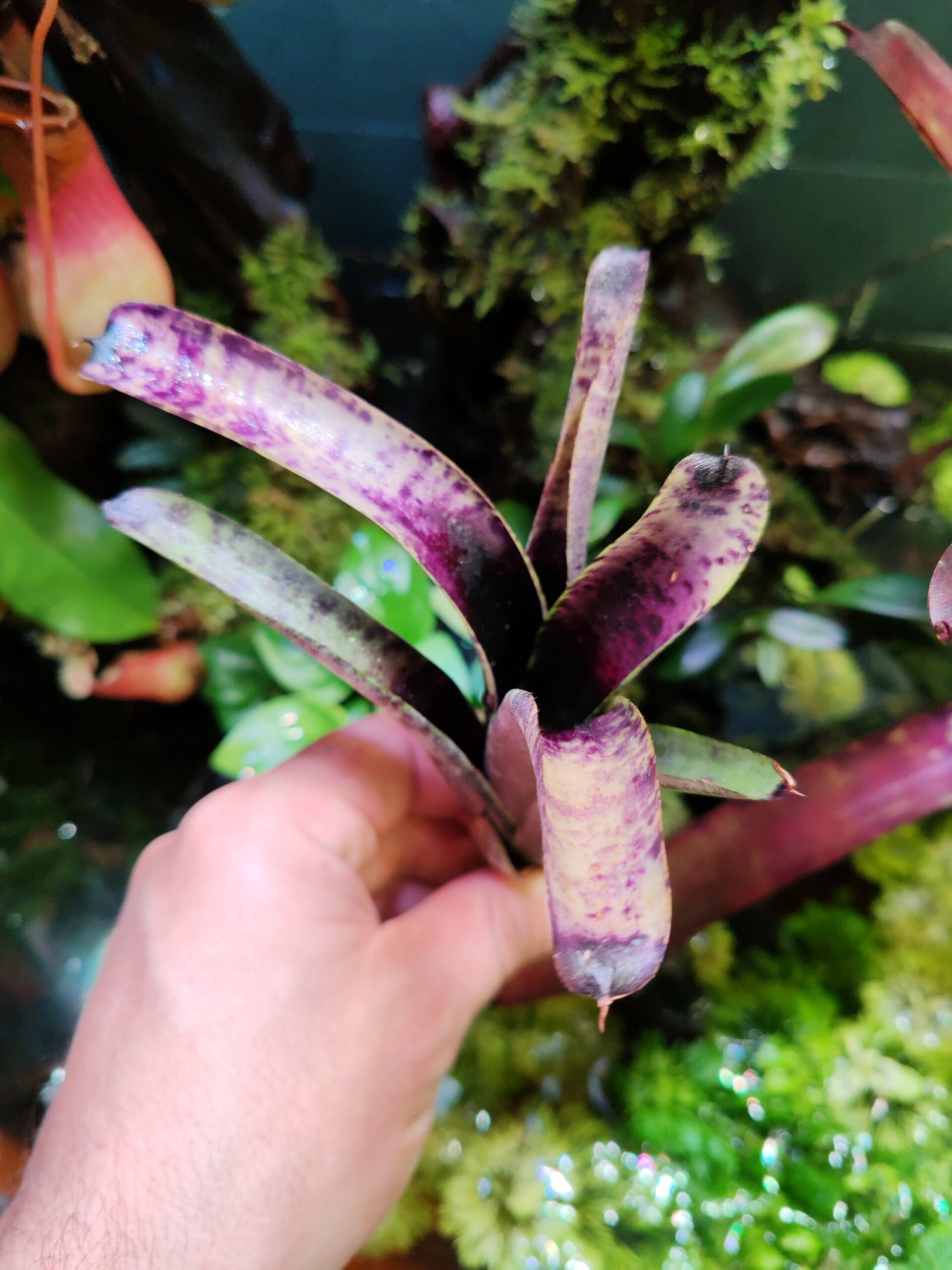 Neoregelia Blueball – Image 2
