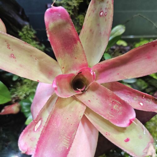 Neoregelia sunset