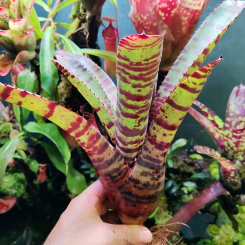 Neoregelia Big Tiger