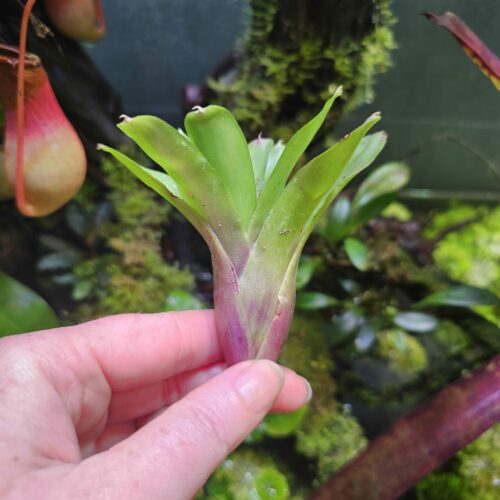 Neoregelia mini green