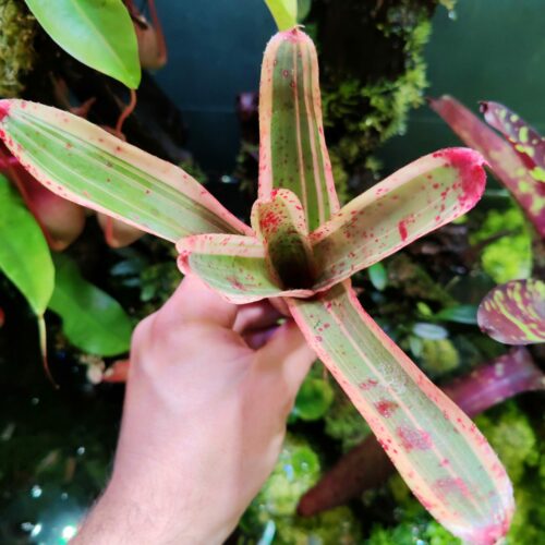 Neoregelia PinkyWink