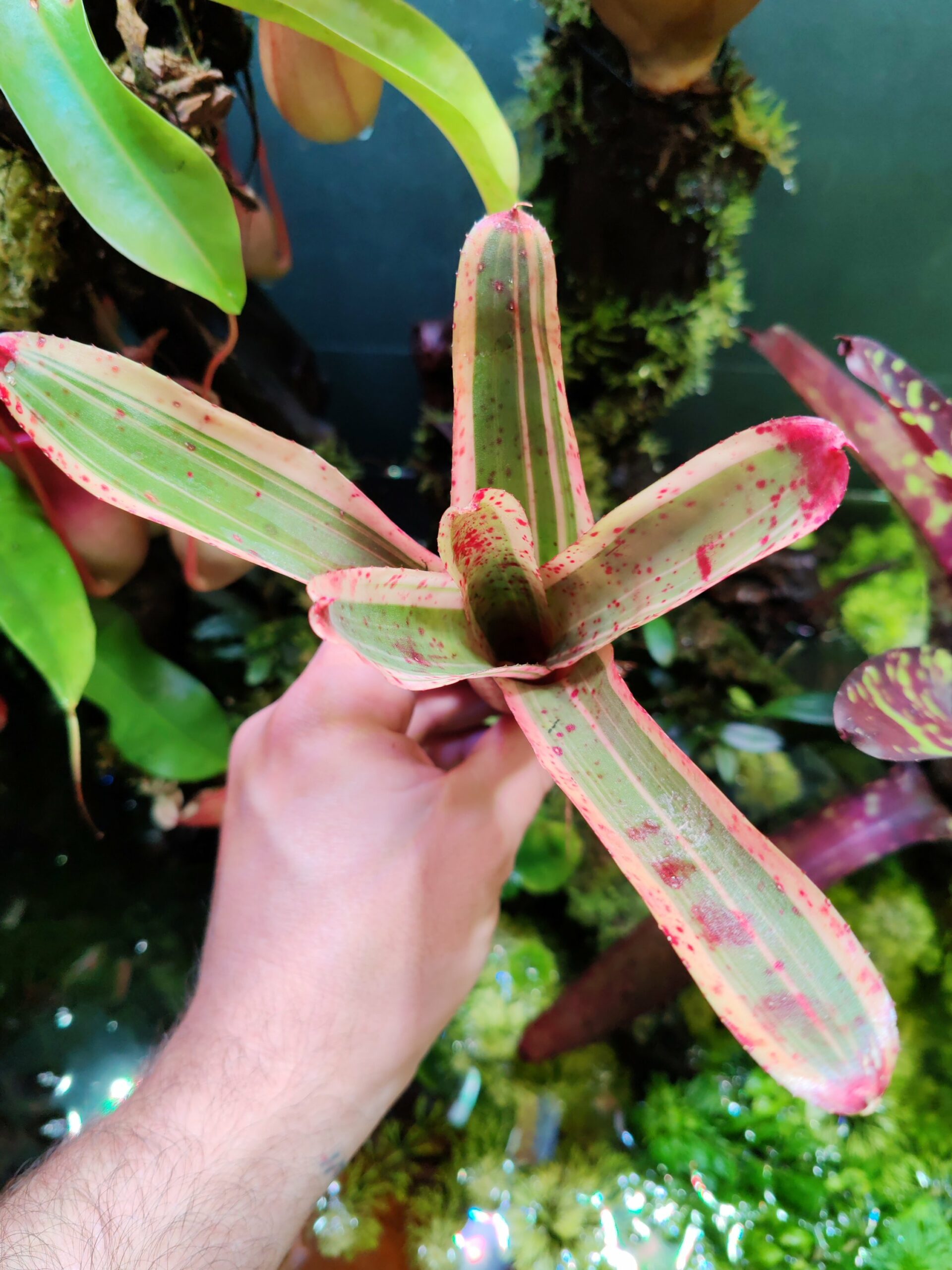 Neoregelia PinkyWink