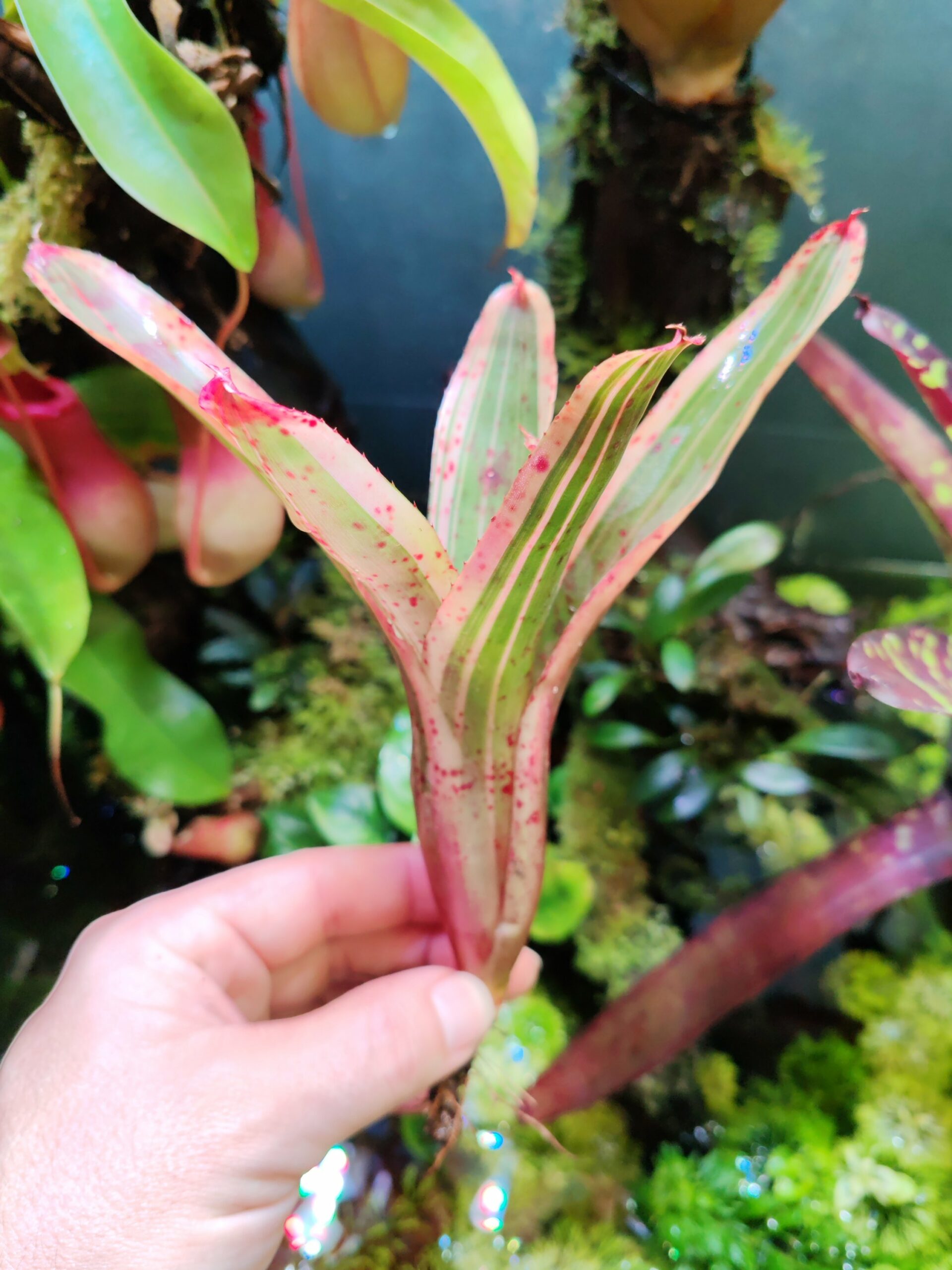 Neoregelia PinkyWink – Image 2