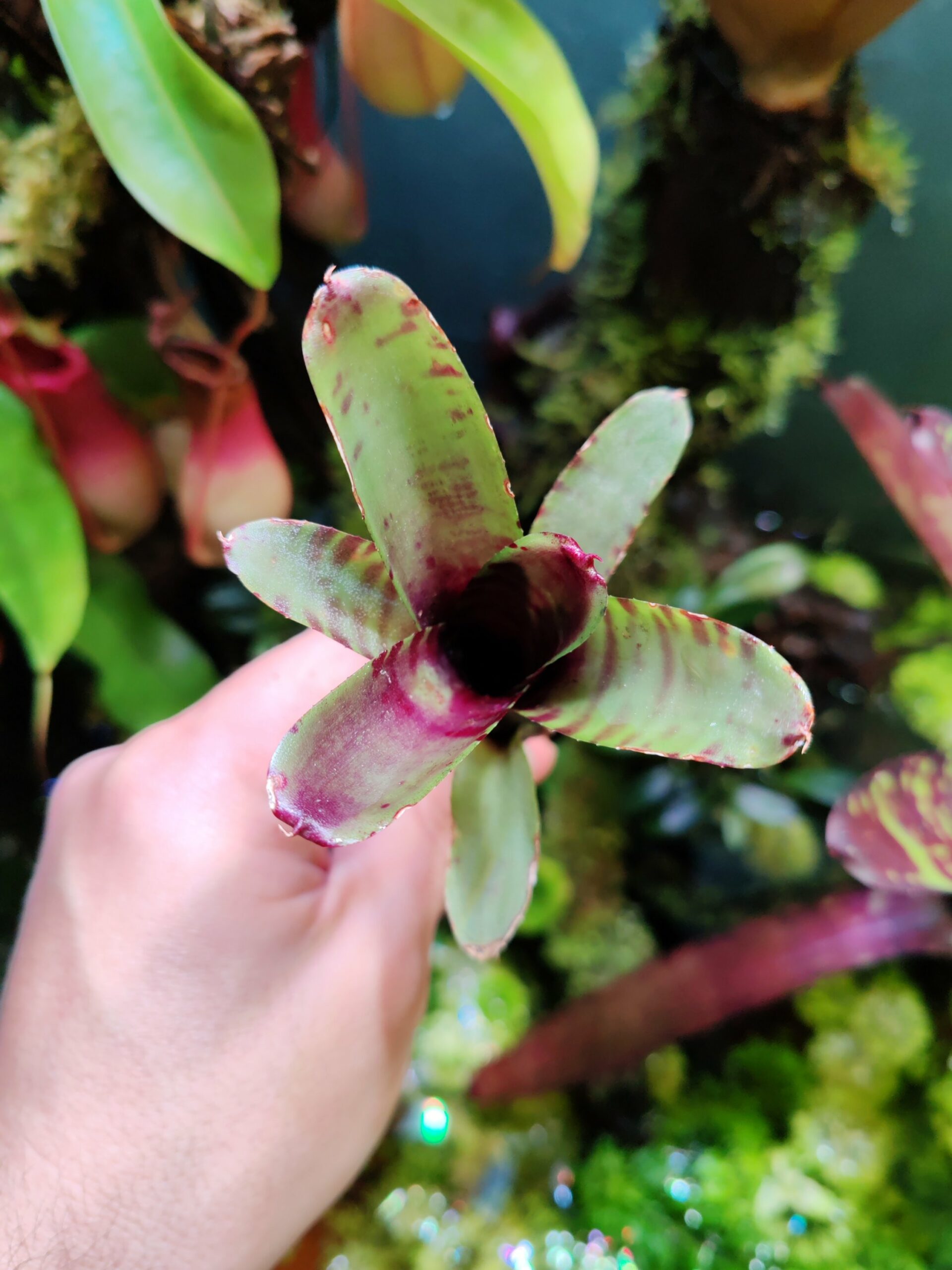 Neoregelia Glurp – Image 2