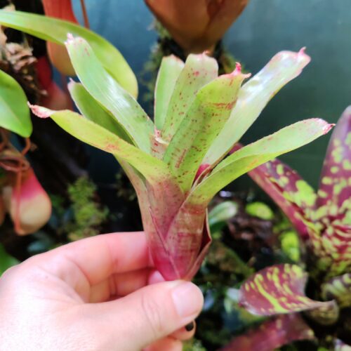 Neoregelia Tigrina x Betty Hybrid