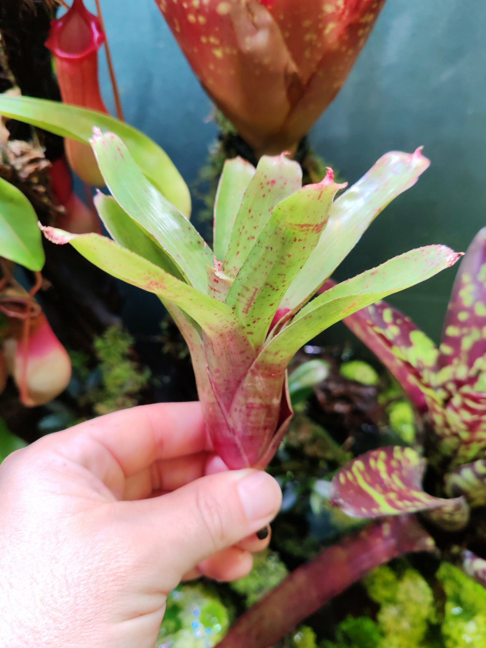 Neoregelia Tigrina x Betty Hybrid