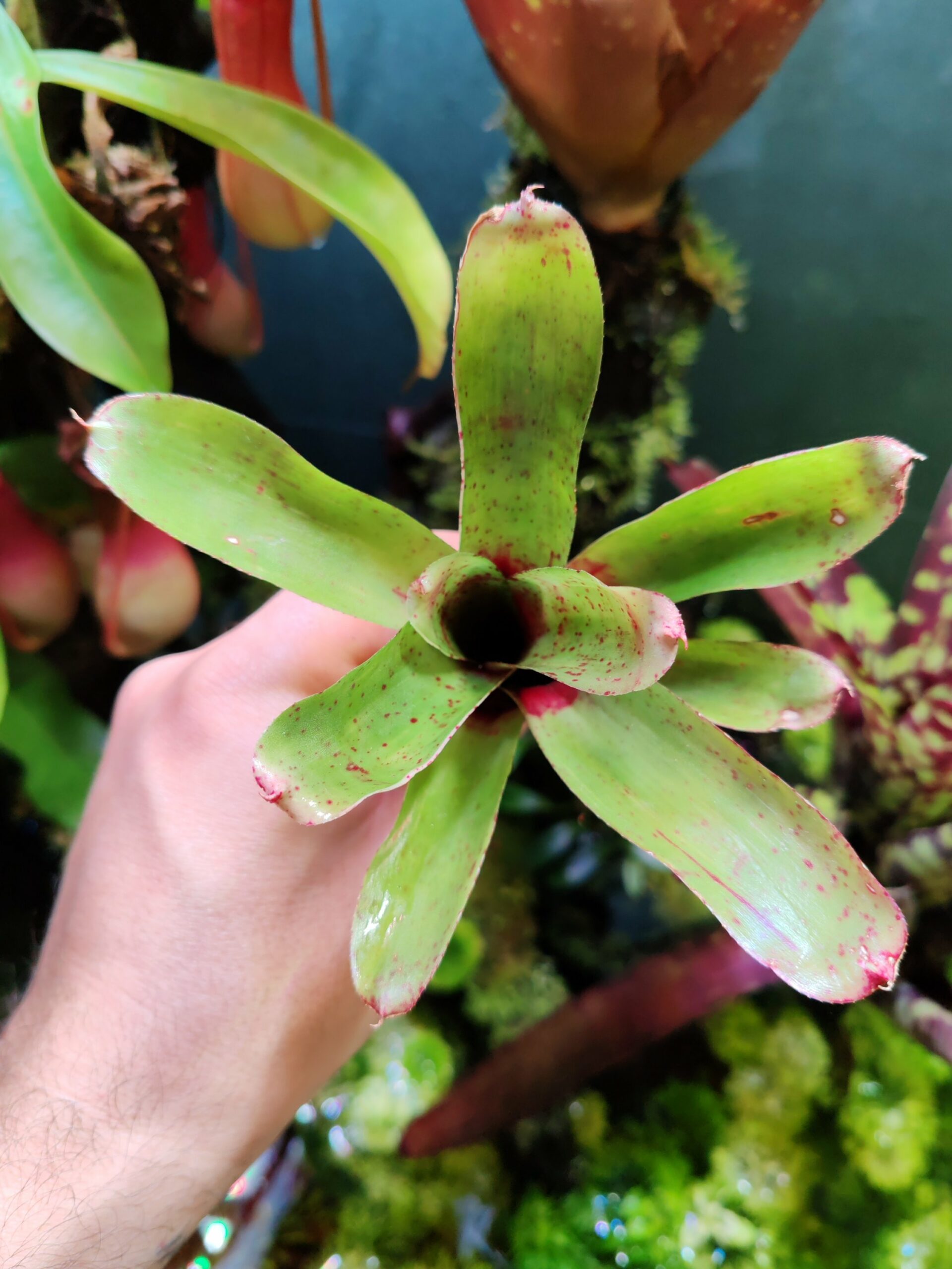 Neoregelia Tigrina x Betty Hybrid – Image 2