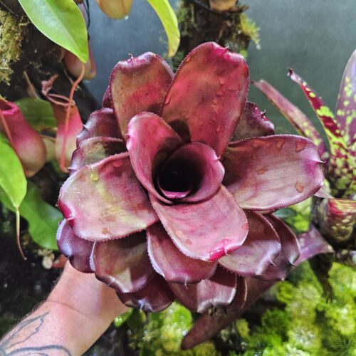 Neoregelia marvellous