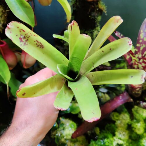 Neoregelia Yellish