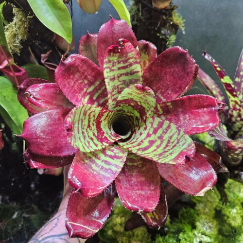 Neoregelia glory Ann