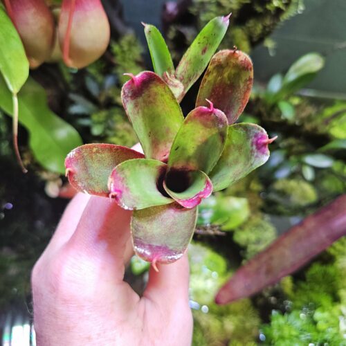 Neoregelia mini gene