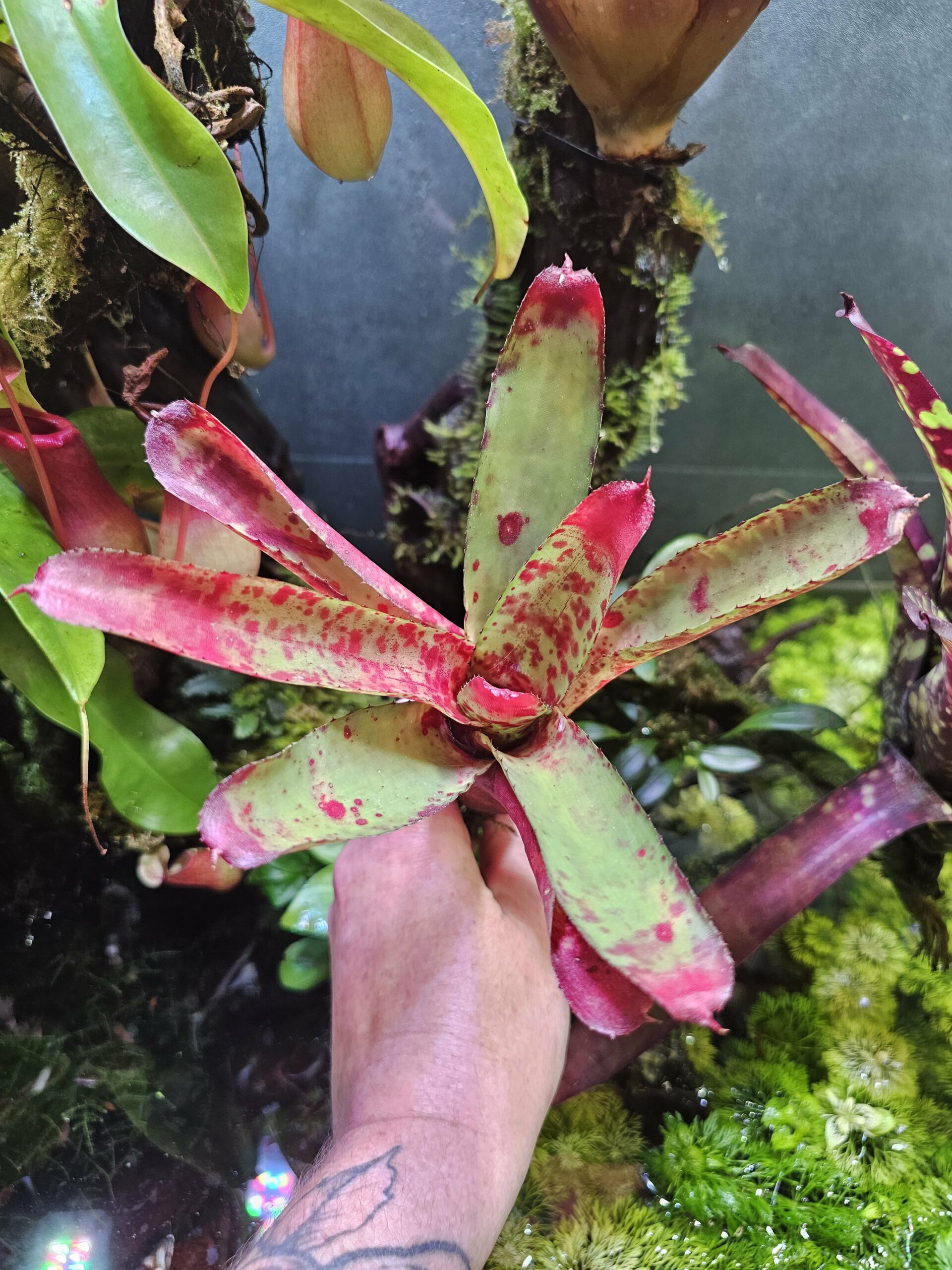 Neoregelia kissing blood – Image 3