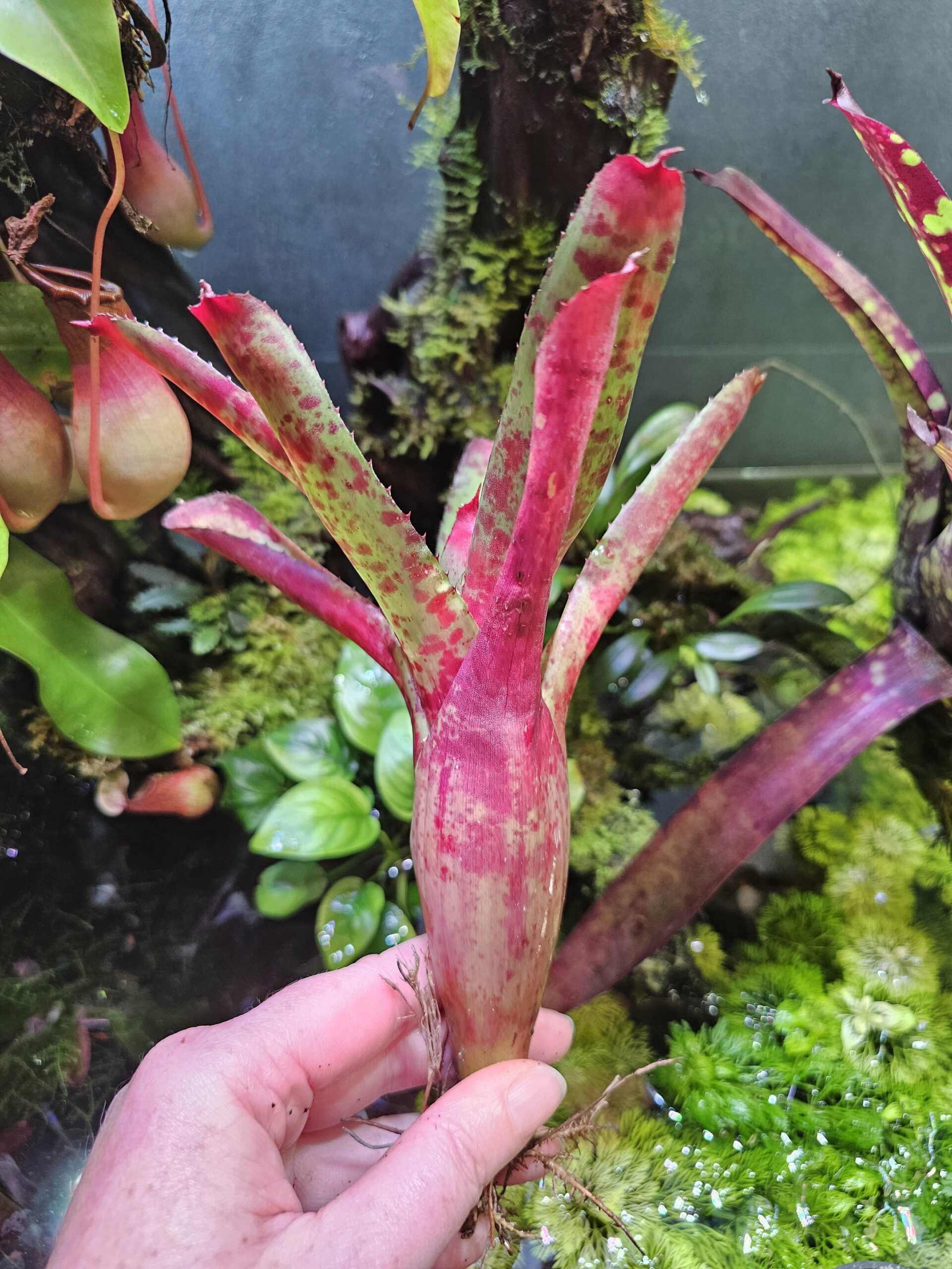 Neoregelia kissing blood – Image 2