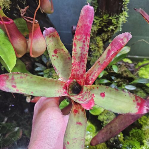 Neoregelia kissing blood