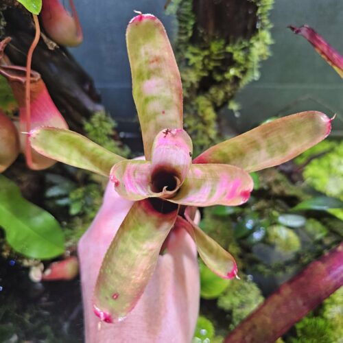 Neoregelia marble pink