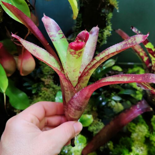 Neoregelia Kink