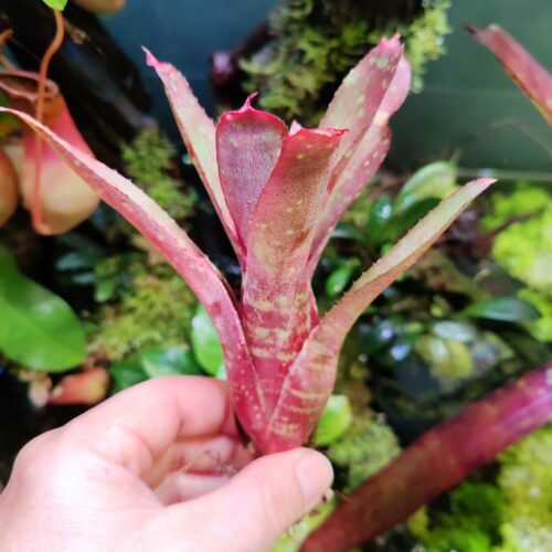 Neoregelia Danny