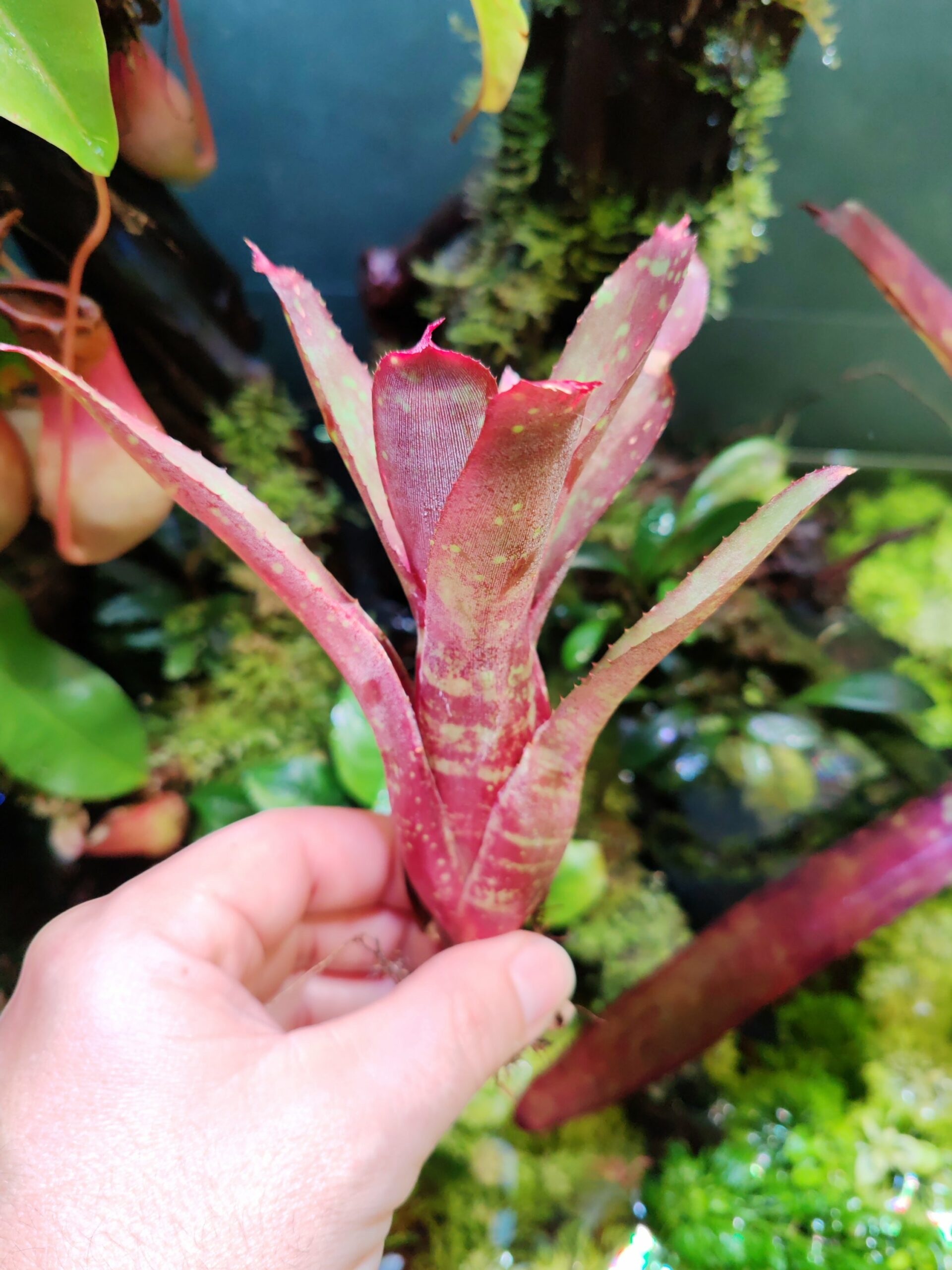 Neoregelia Danny