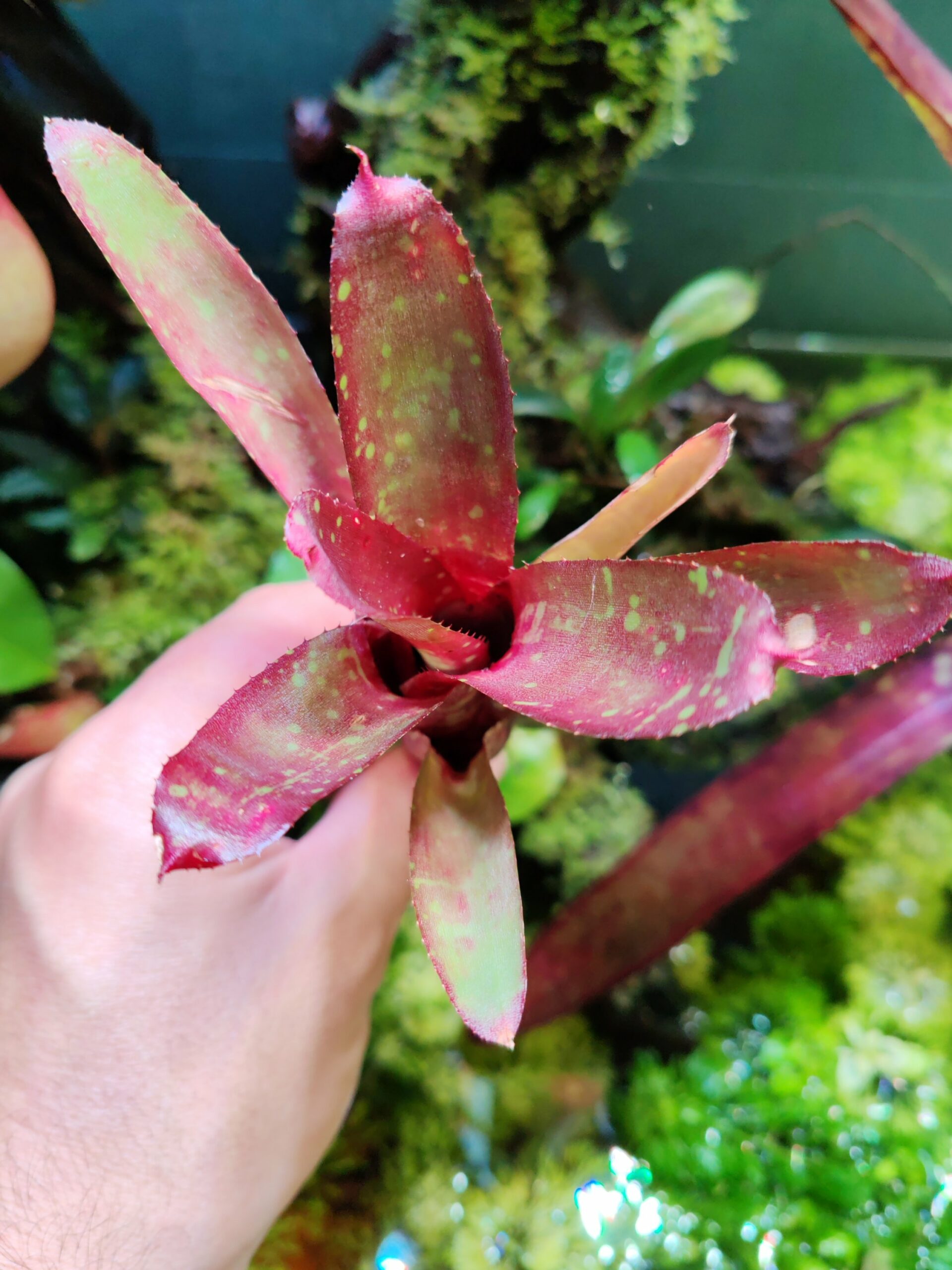 Neoregelia Danny – Image 2