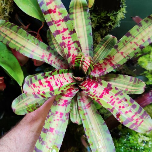 Neoregelia Xtrem