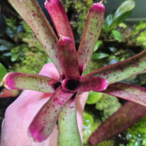 Neoregelia Angelica