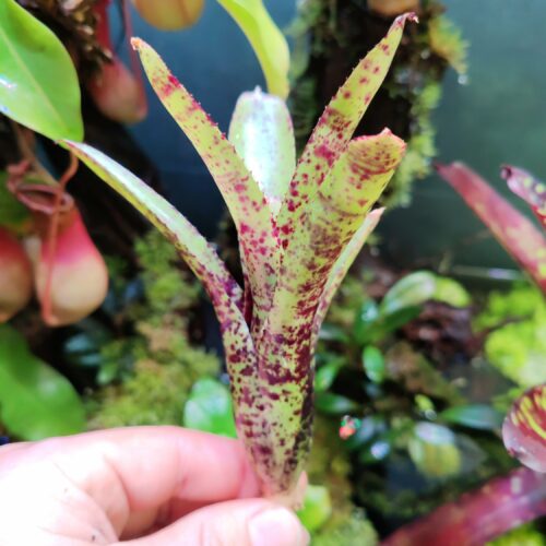 Neoregelia SmellyKat