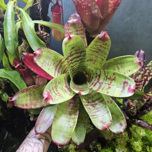 Neoregelia dramatique pop