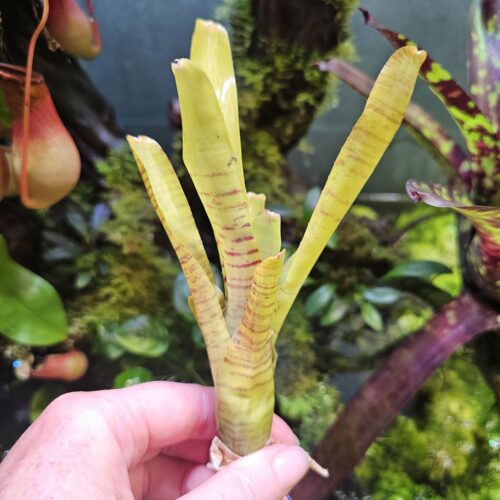 Neoregelia christobal