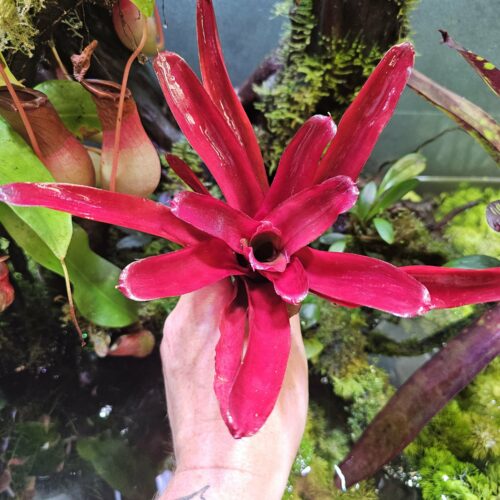 Neoregelia candy red