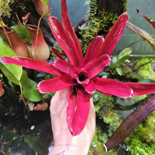Neoregelia candy red