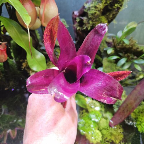 Neoregelia granada flush