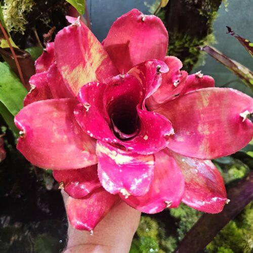 Neoregelia rococo boy