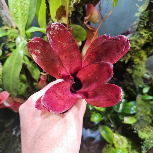 Neoregelia africa cup