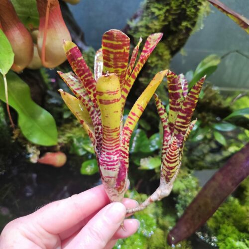 Neoregelia empanidas