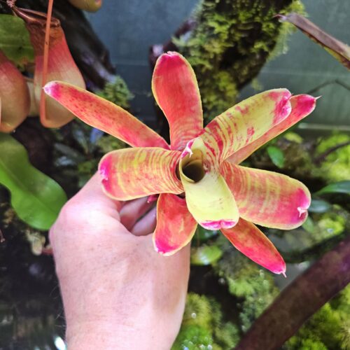 Neoregelia tropicana