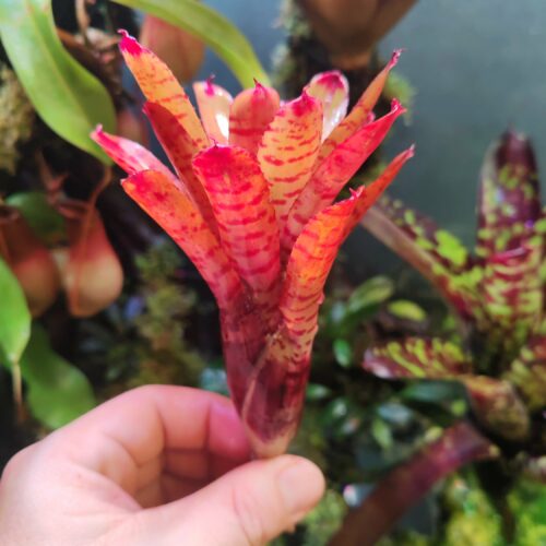 Neoregelia Thanos
