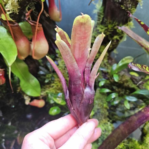 Neoregelia farino