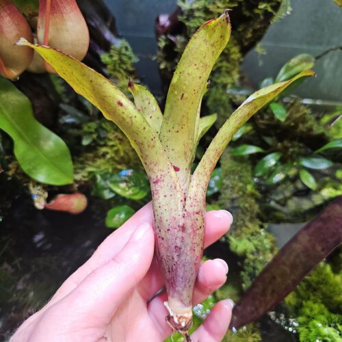 Neoregelia ecto pup