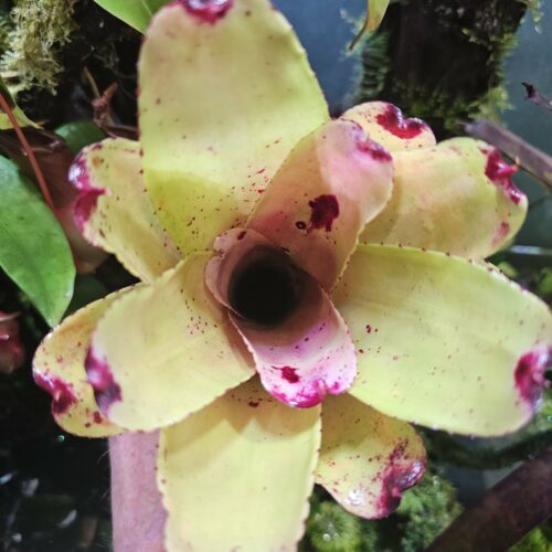 Neoregelia Paola