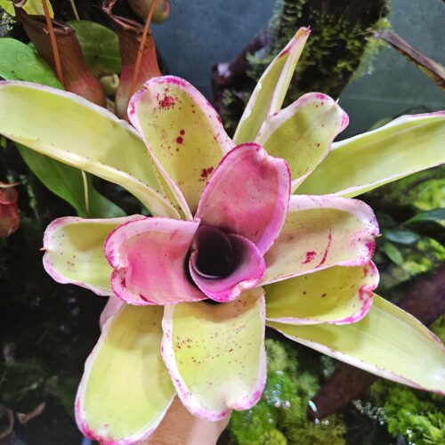 Neoregelia Eleana