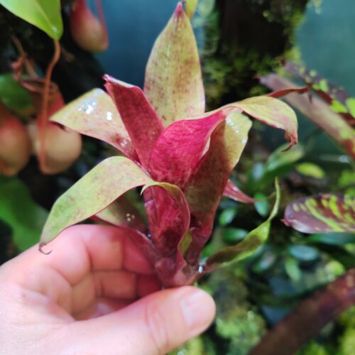 Vriesea "Tropical Day" Mini