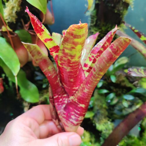 Neoregelia Screming Baby