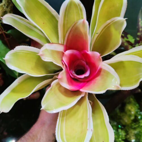 Neoregelia Flandria Red