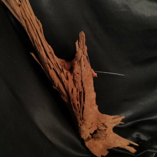 Racine de mangrove M019 - 53x18x15cm