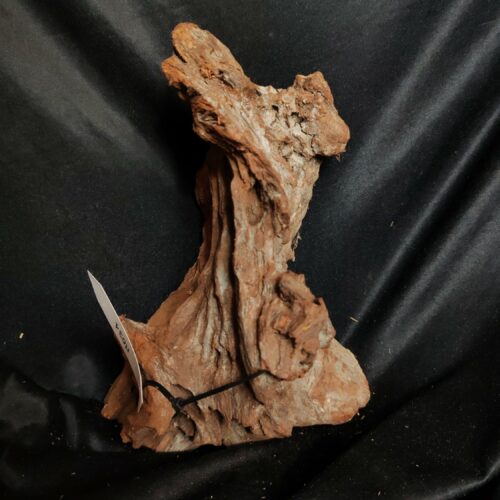 Racine de mangrove M031 - 28x21x17cm