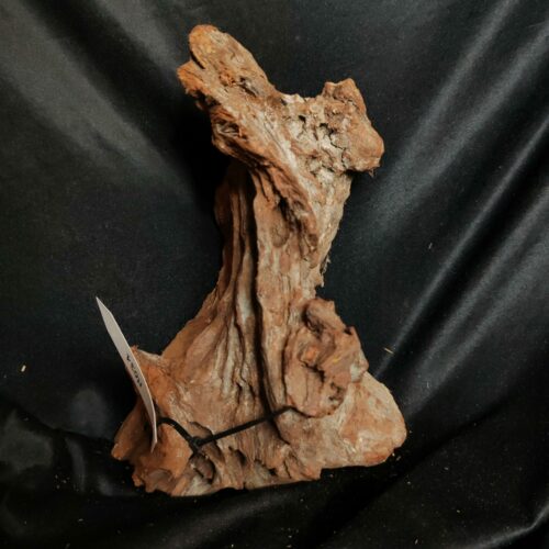 Racine de mangrove M031 - 28x21x17cm